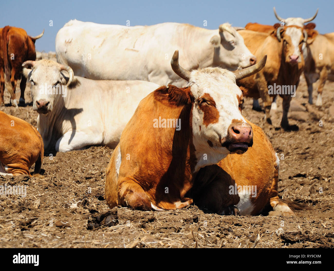 Herd of israeli cows at the pasture-ground Stock Photo