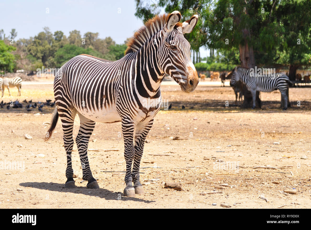Zebra in safari park. Central Israel. Stock Photo