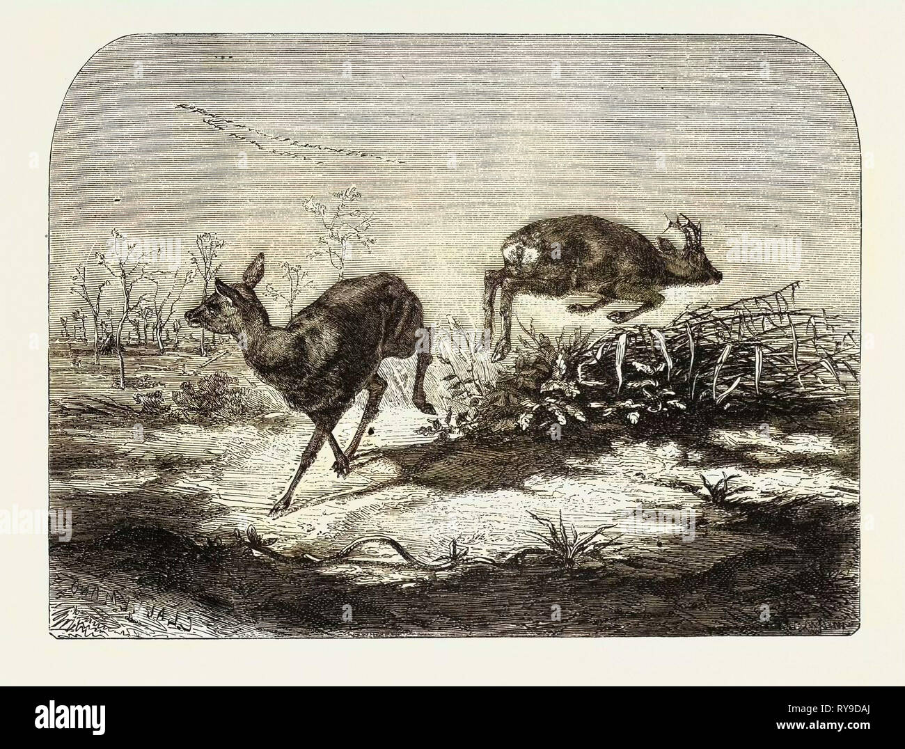 Deer Engraving High Resolution Stock Photography And Images Alamy