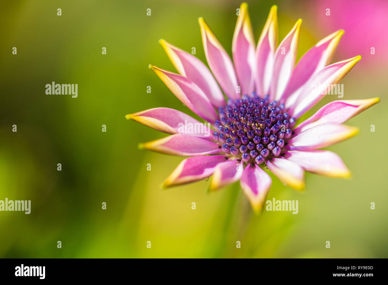 Summer spring colors hi-res stock photography and images - Alamy