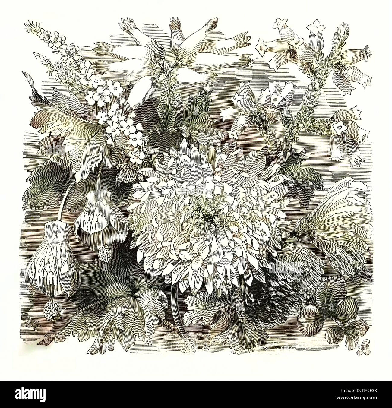 November. Babingtonia Camphorosma. Abutilon Striatum. Erica Imperialis. Chrysanthemum Sinense. Erica Burnelli. Sedum Sieboldii Stock Photo