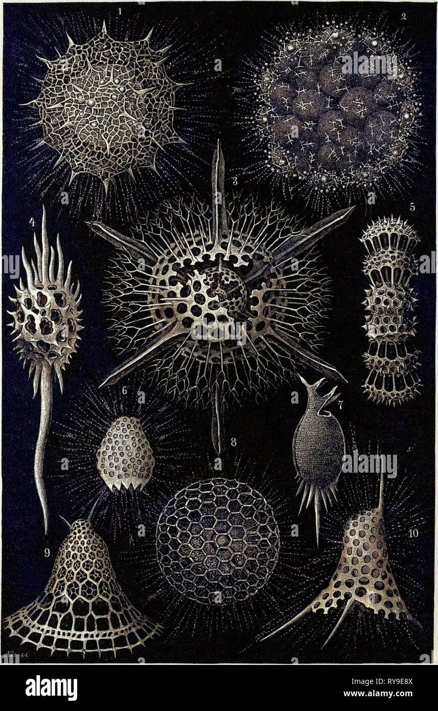 Radiolarians hi-res stock photography and images - Alamy
