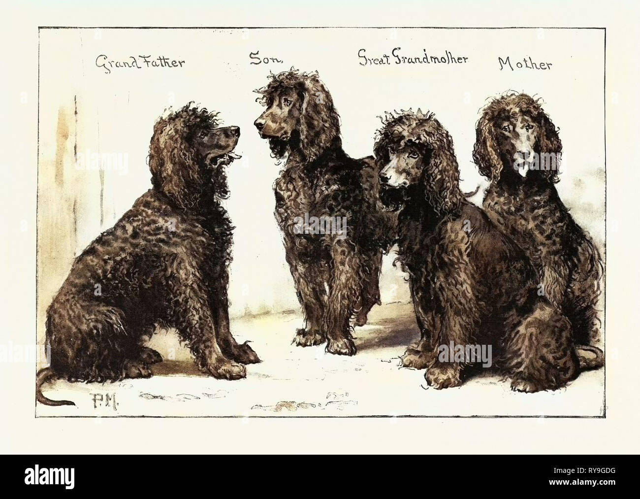 The Kennel Club Show at the Agricultural Hall: A Successful Family of Irish Water-Spaniels, UK, 1892 Engraving Stock Photo