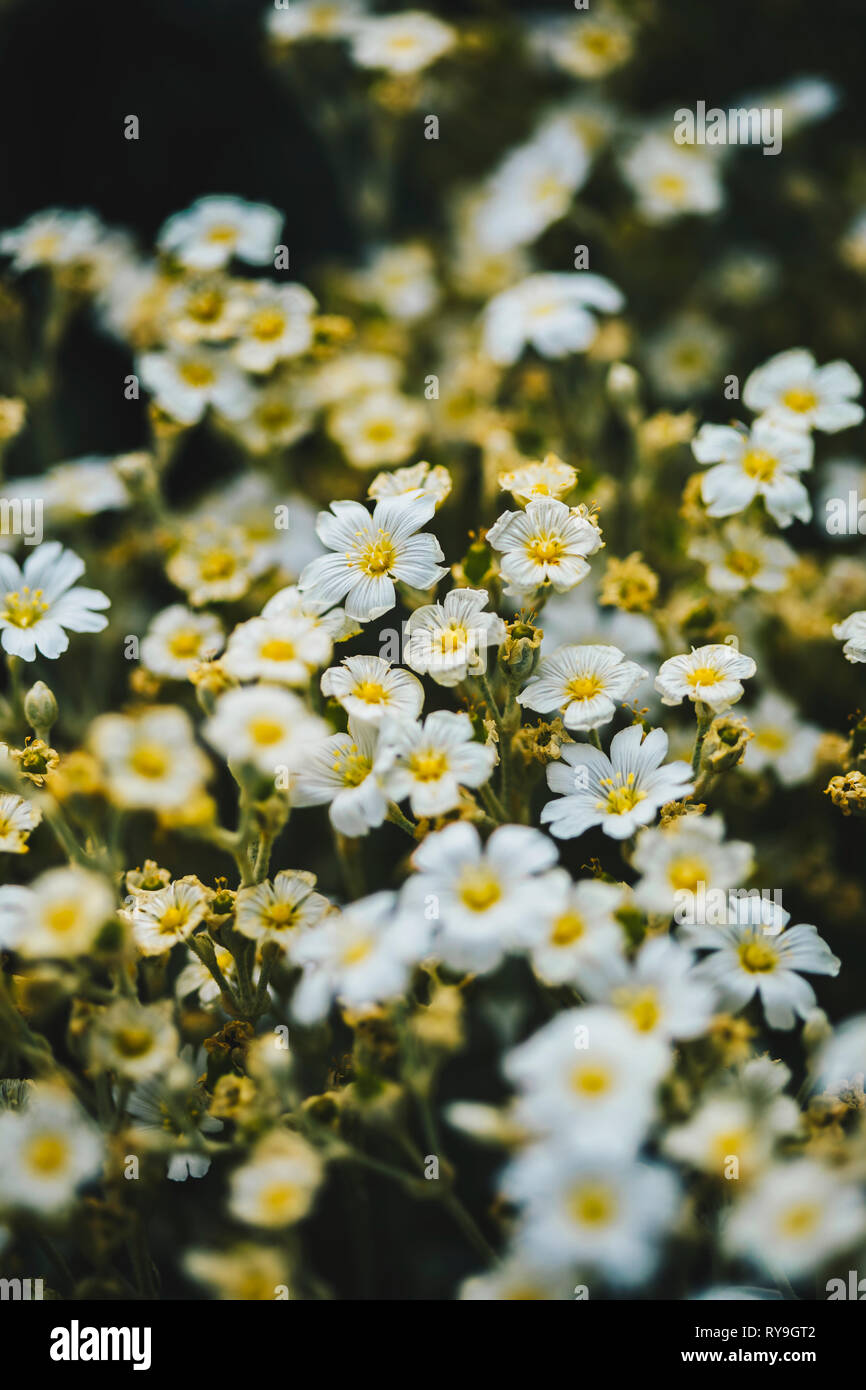 Snow in summer (Cerastium candidissimum) flowers in the field Stock Photo