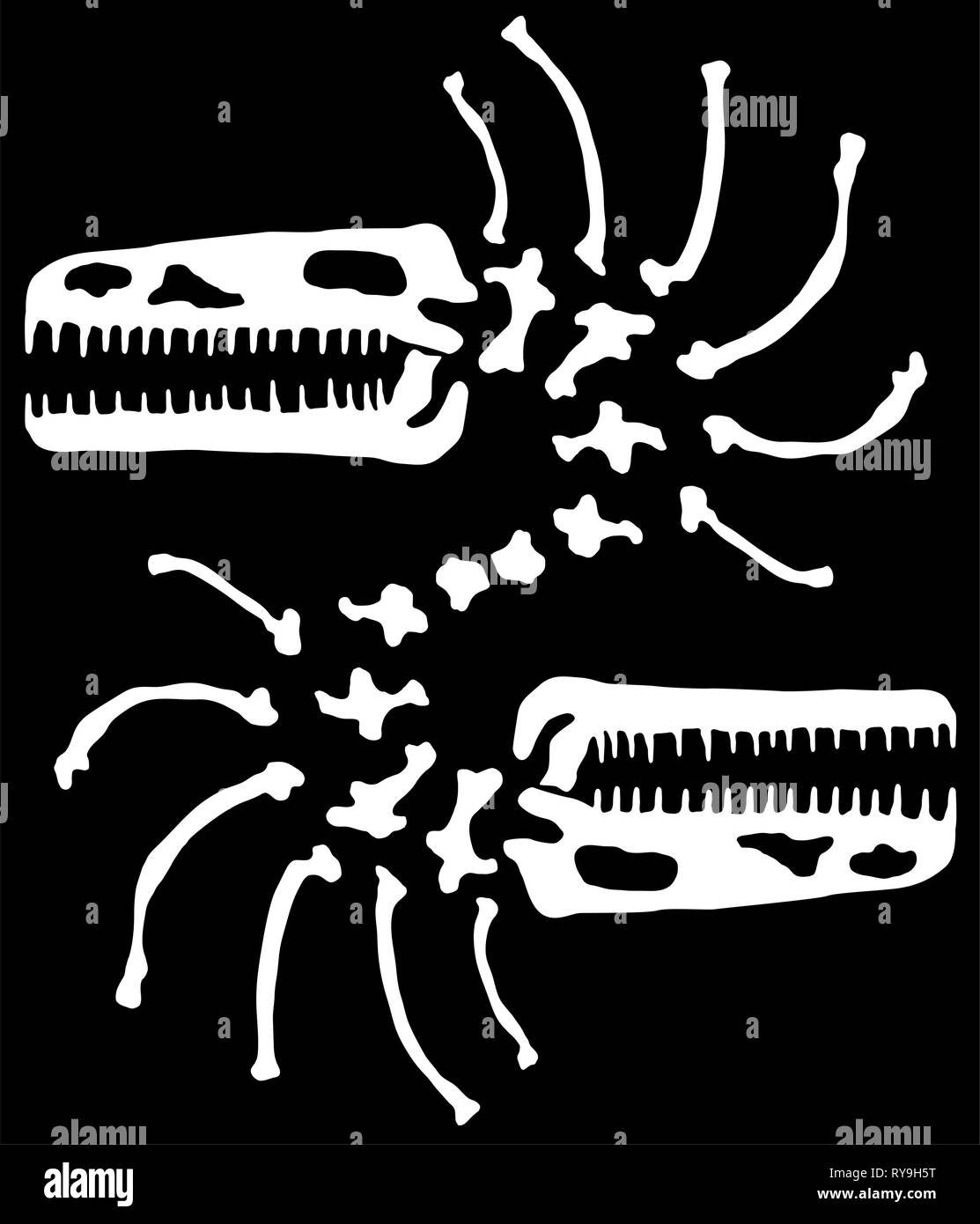 Dinosaur skeleton head and neck mirrored, vector, horizontal, black background, isolated Stock Vector