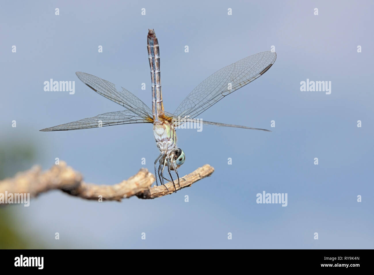 Damselflies And Dragonflies High Resolution Stock Photography and ...