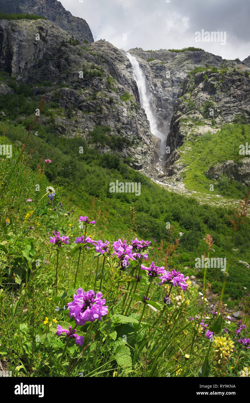 Beautiful flowers stachys macrantha in the mountains and a large waterfall. Sunny summer landscape. Zemo Svaneti, Georgia Stock Photo