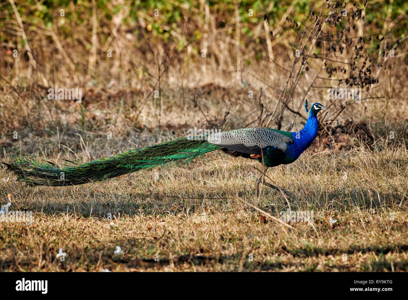 Common peacock, Indian peafowl or blue peafowl, Pavo cristatus, Bandipur Tiger Reserve, Karnataka, India Stock Photo