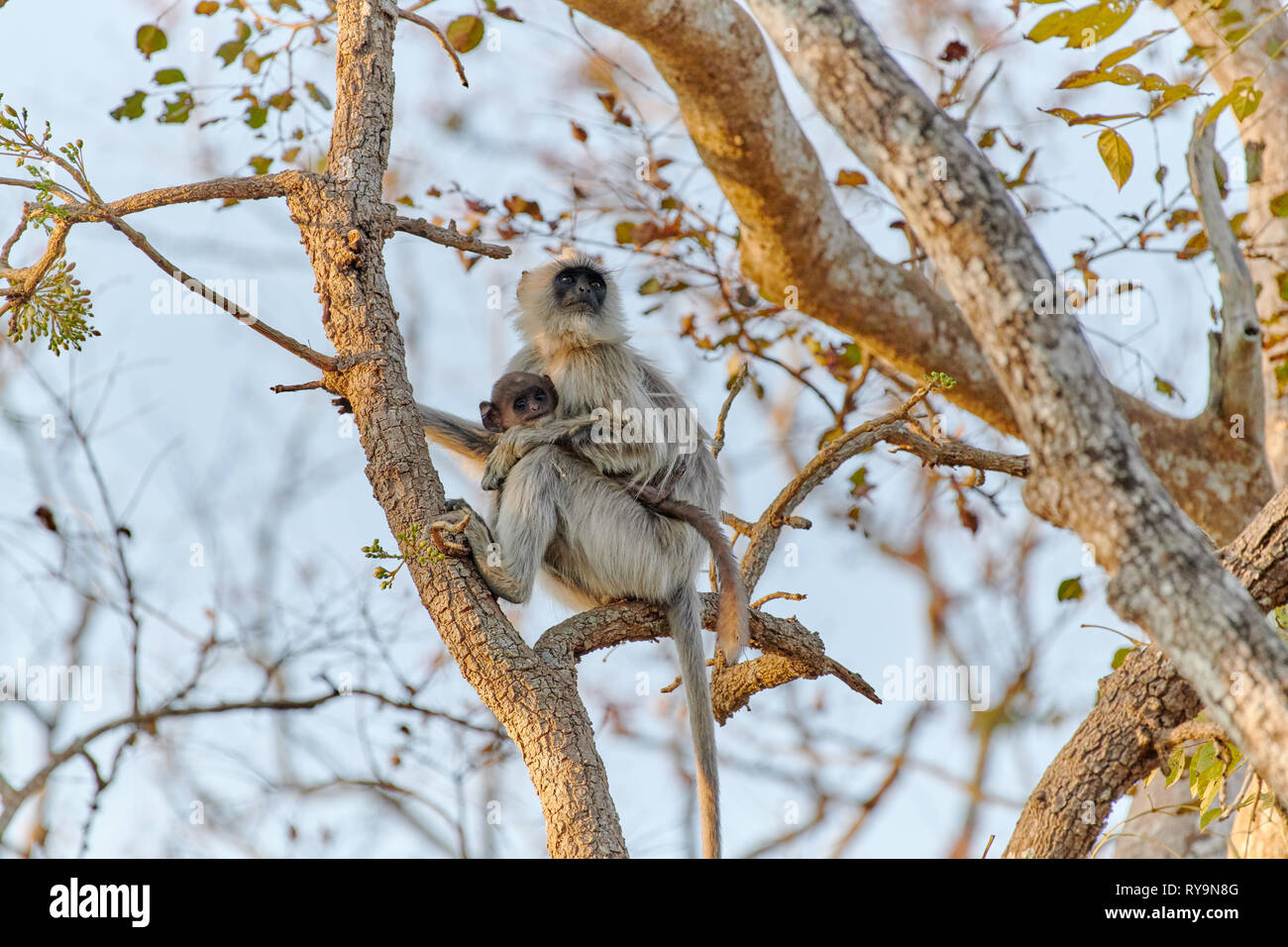 Tufted gray langur with newborn, Semnopithecus priam, Bandipur Tiger Reserve, Karnataka, India Stock Photo