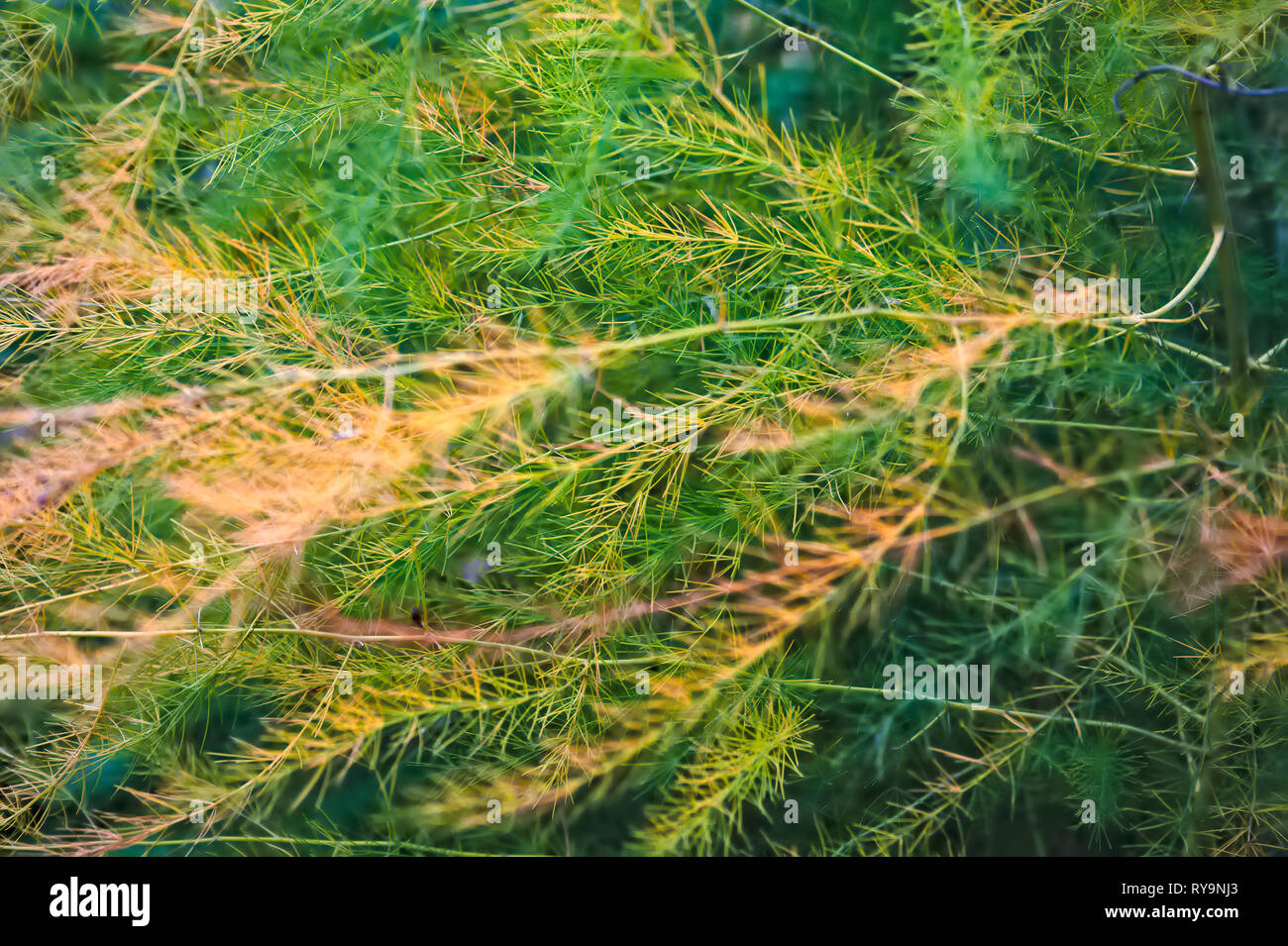 Asparagus or garden asparagus, scientific name Asparagus officinalis