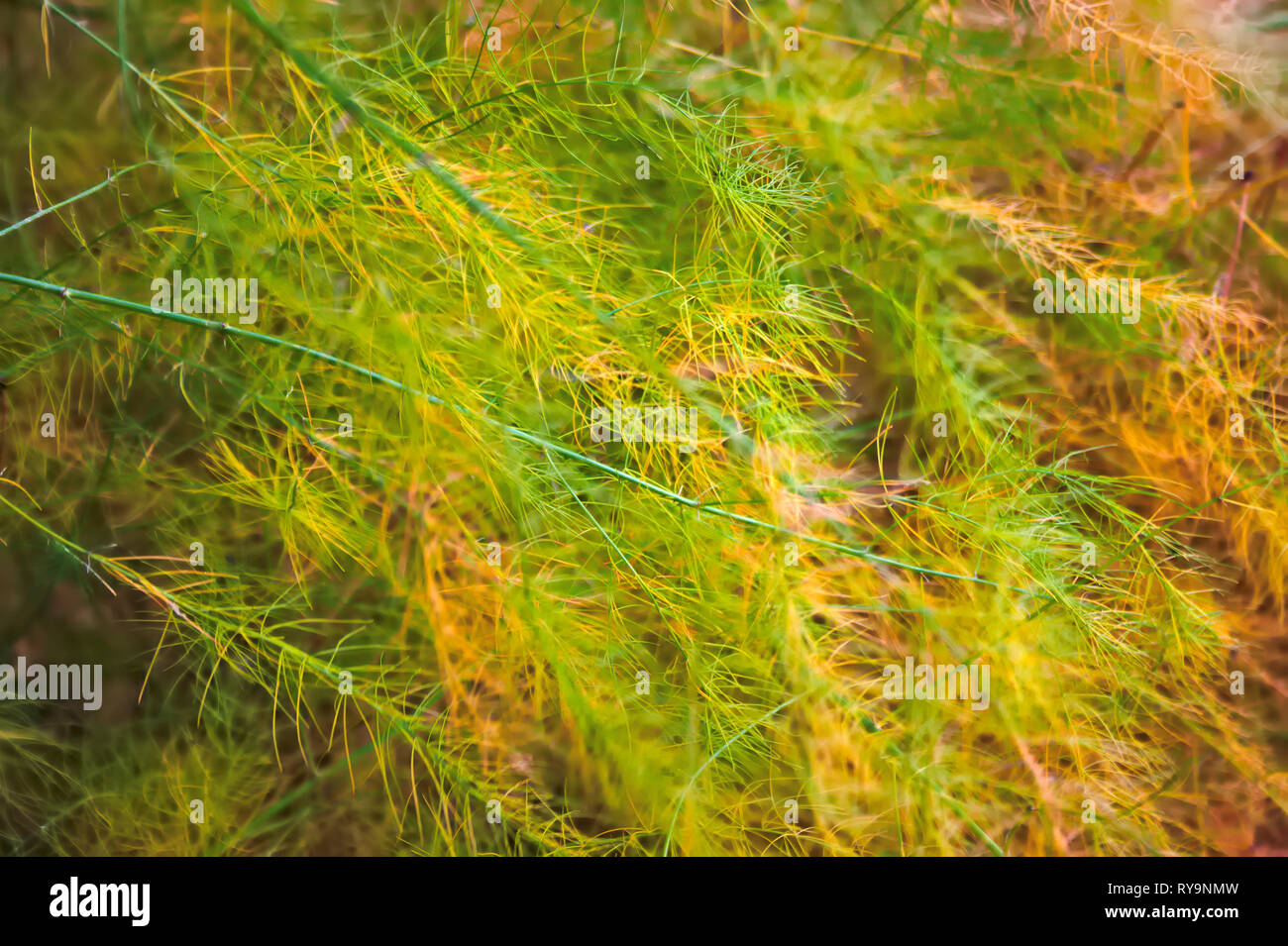 Asparagus or garden asparagus, scientific name Asparagus officinalis