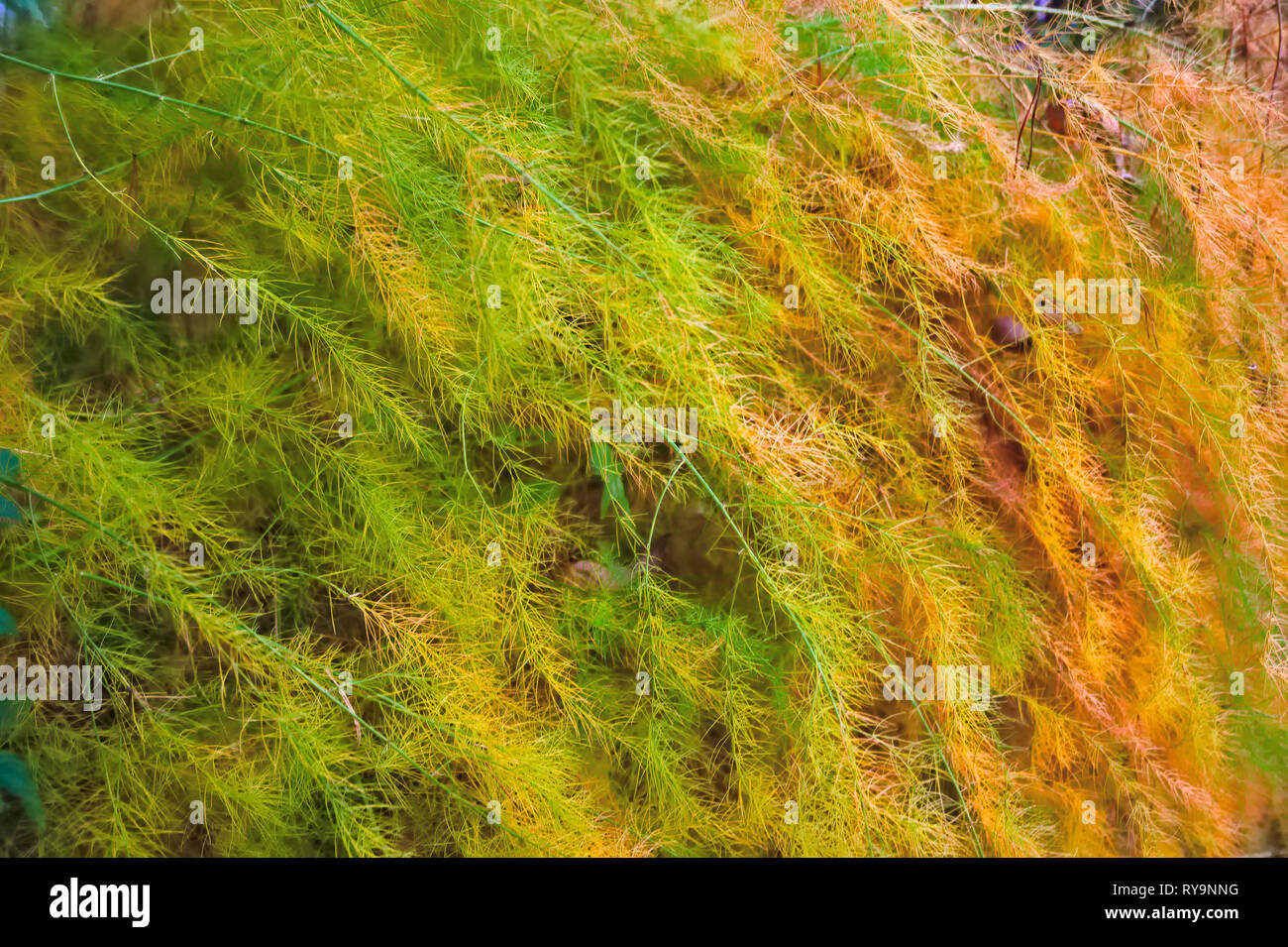 Asparagus or garden asparagus, scientific name Asparagus officinalis