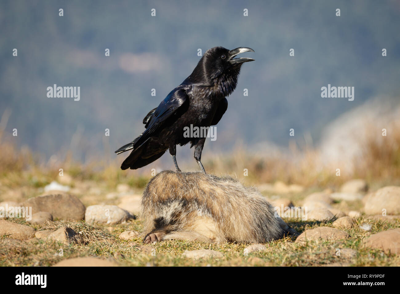 Common Raven (Corvus corax), calling, perched on a dead European Badger (Meles meles), in Catalan Pre-Pyrenees, Catalonia, Spain Stock Photo