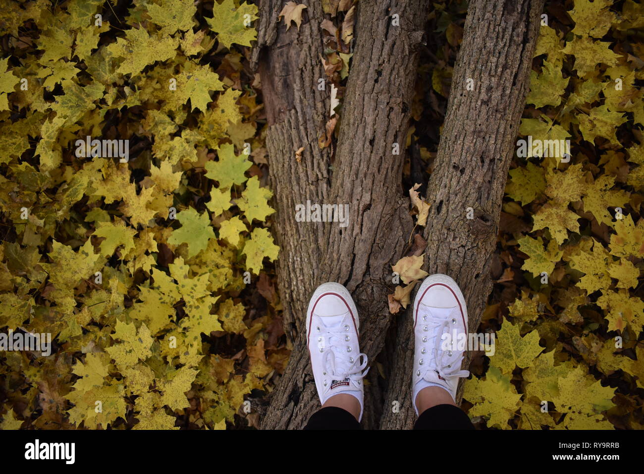 Feet on branch in yellow leaves Stock Photo