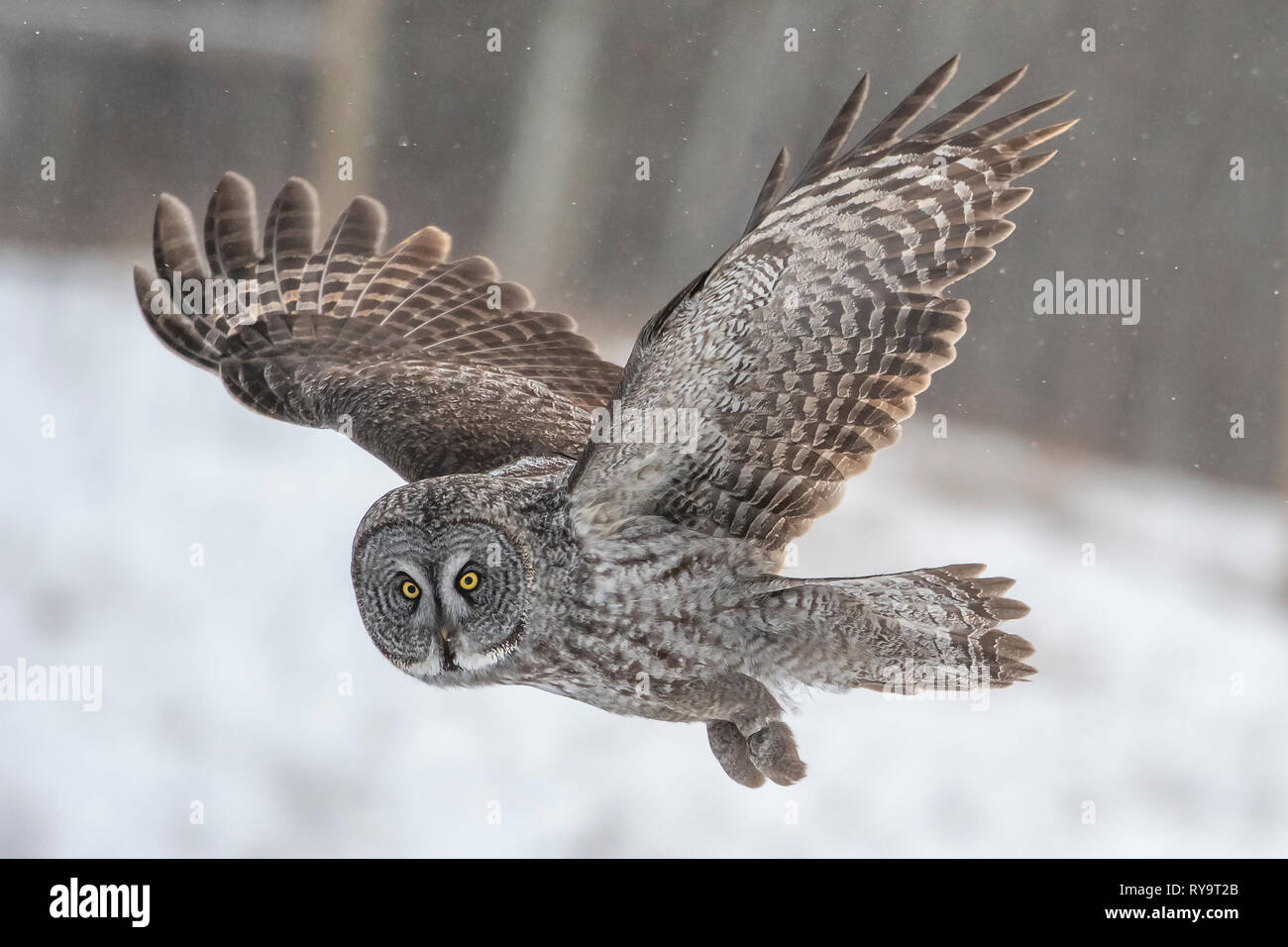 Great Gray Owl fly by Stock Photo