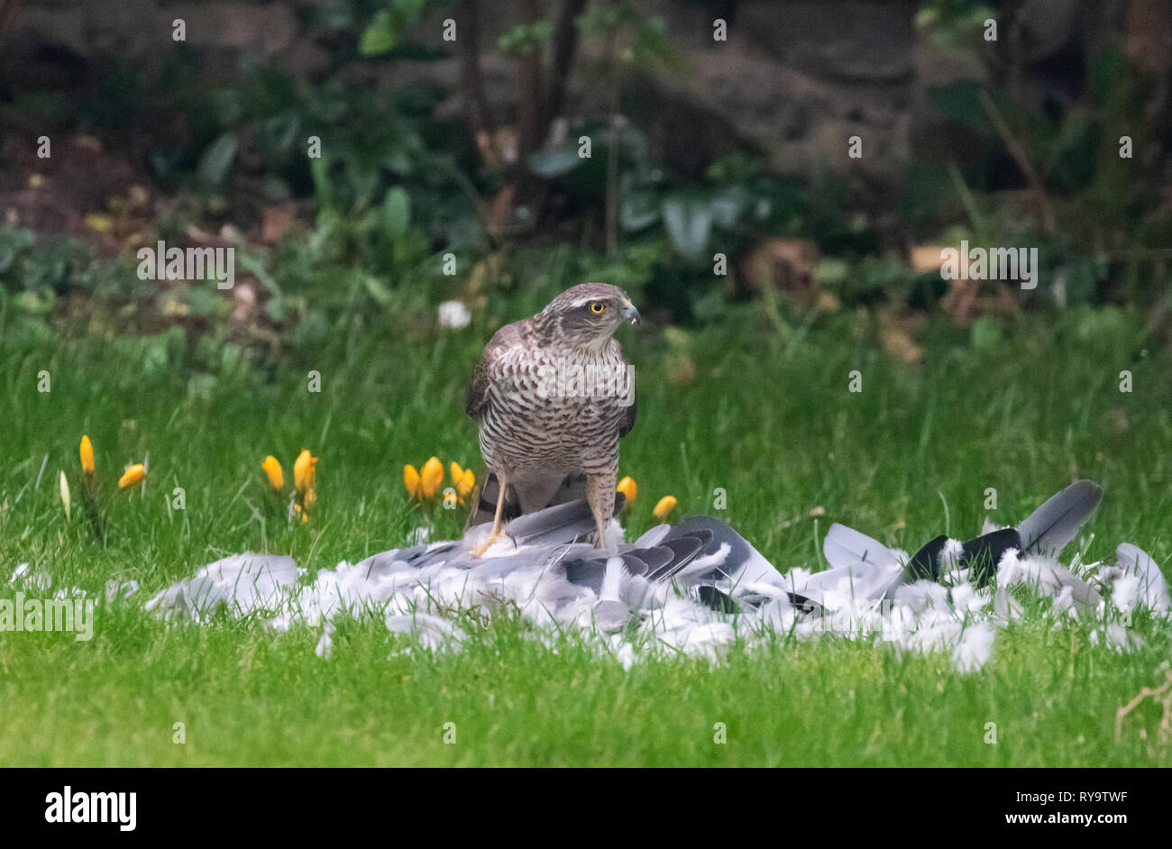 Sparrowhawk UK - a sparrowhawk feeding on a bird in a domestic garden, Suffolk UK Stock Photo