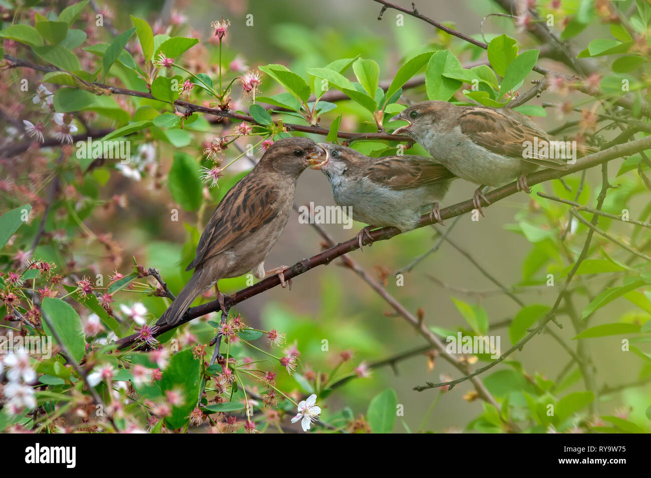 House sparrow mom feeding her babies in cherry tree Stock Photo