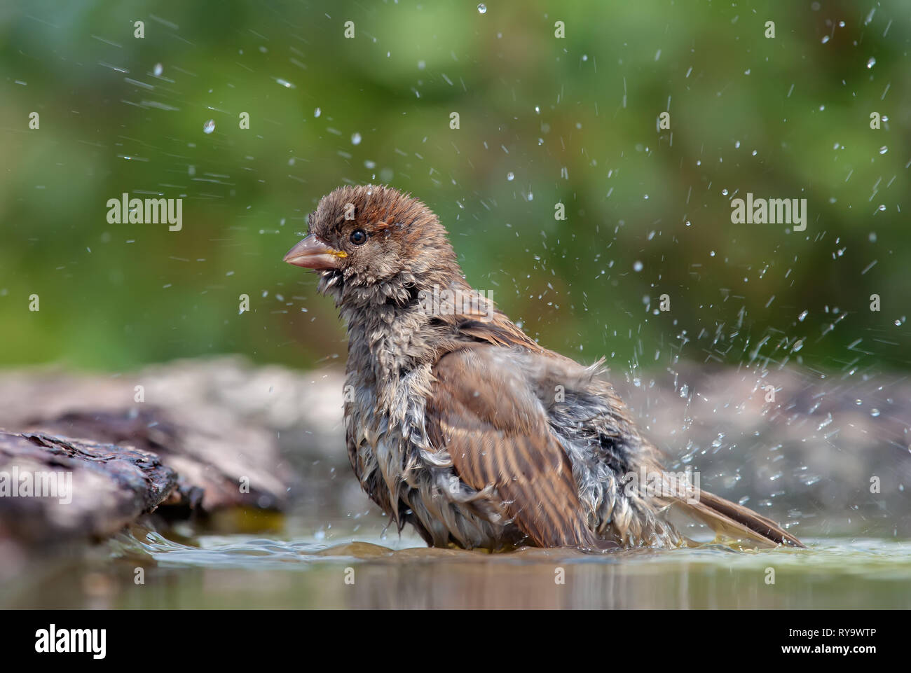 House sparrow bathing with splashes in water pond Stock Photo