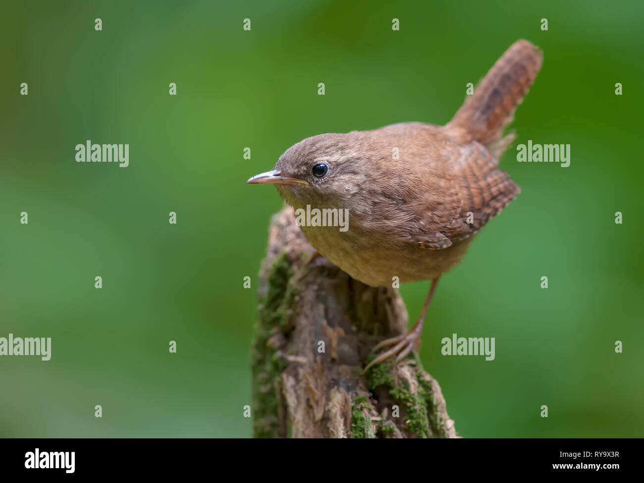 Eurasian wren perched near the top of a stump Stock Photo