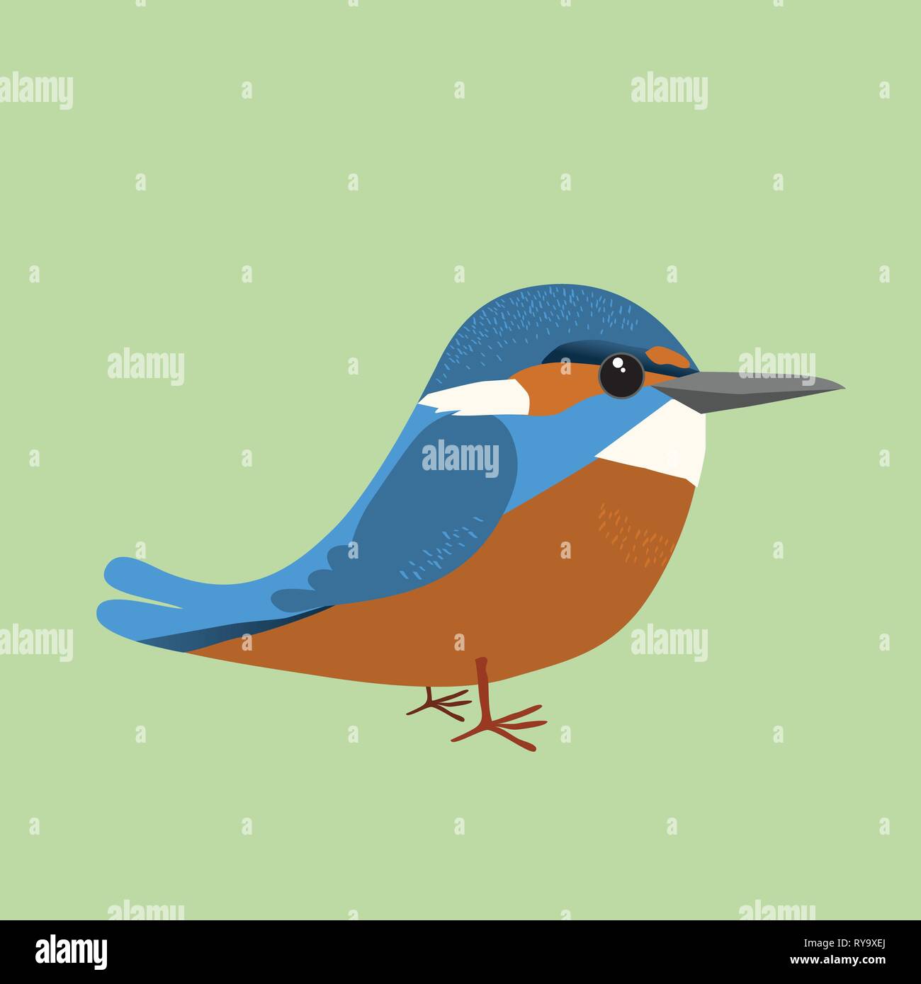 A cute common king fisher  vector illustration Stock Vector