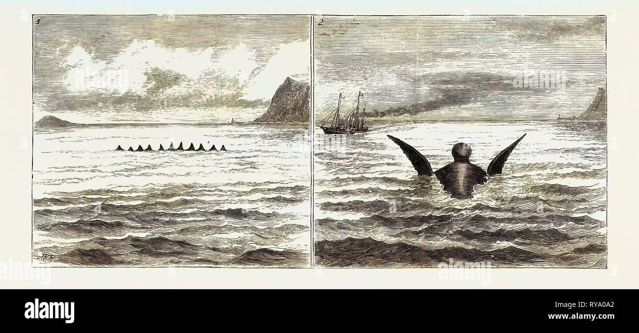The Sea Serpent in the Mediterranean, a Sketch from H.M. Yacht 'Osborne' Off the North Coast of Sicily on the Second of June, 1. The Row of Fins As Seen at First, 2. The Head and Flappers, the Head Was Bullet-Shaped, and Quite 6 Feet Thick, the Neck Narrow, and Its Head Was Occasionally Thrown Back Out of the Water, Remaining There for a Few Seconds at a Time. It Was Very Broad Across the Back or Shoulders, About 15 or 20 Feet, and the Flappers Appeared to Have a Semi-Revolving Motion, which Seemed to Paddle the Monster Along. They Were About 15 Feet in Length Stock Photo
