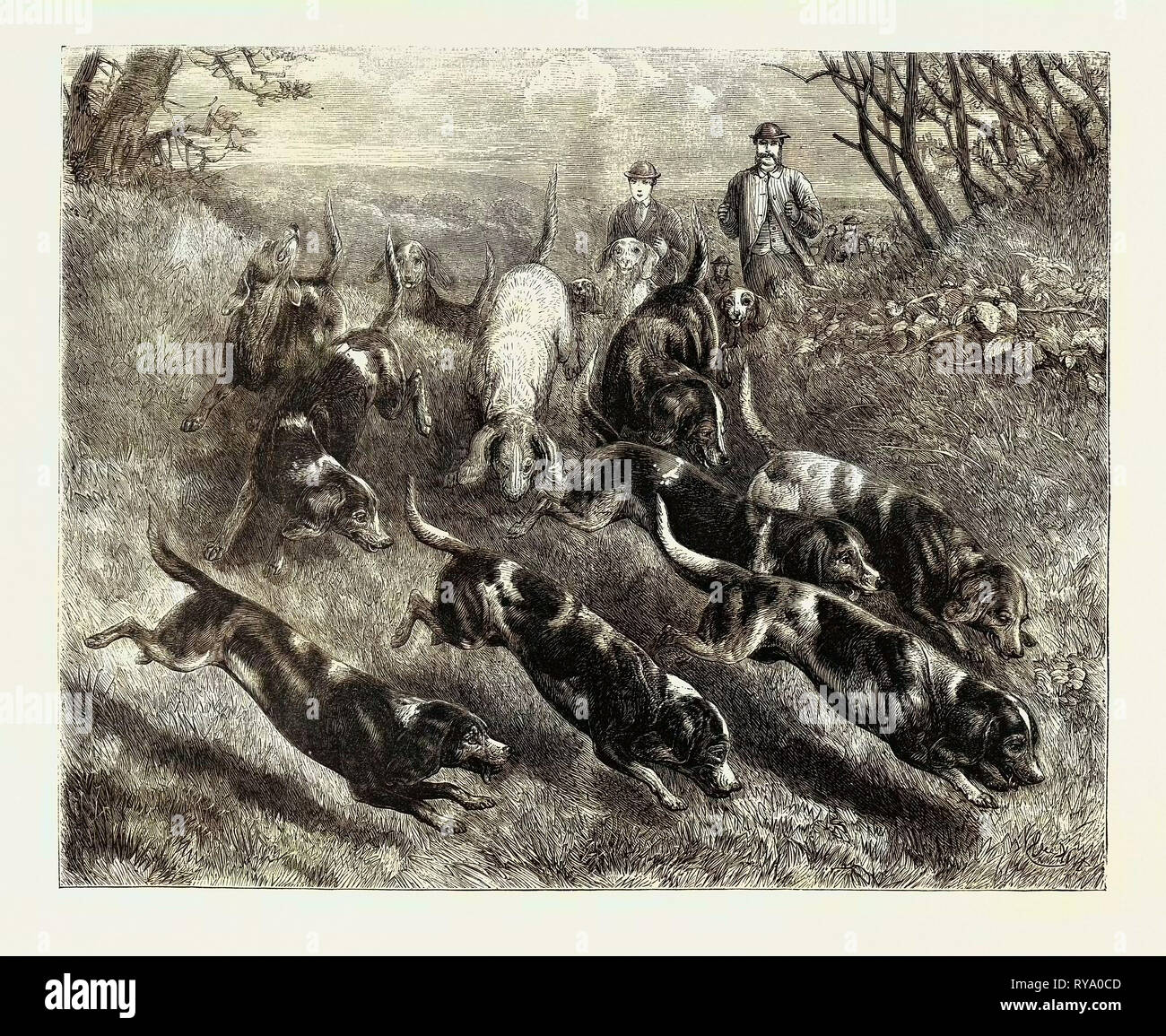 Beagles, 1870 Stock Photo