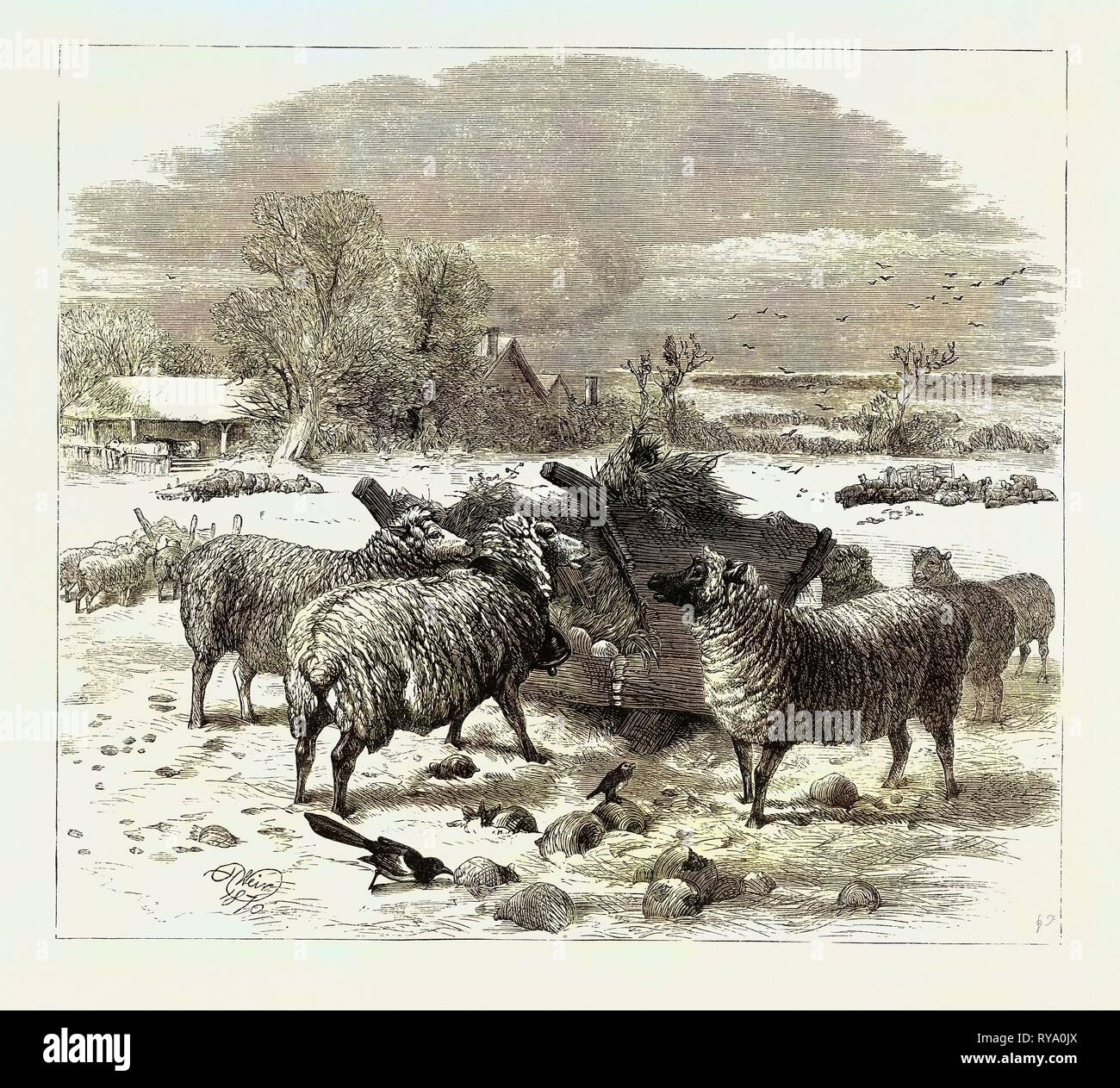 Sheep in Winter Time, 1870 Stock Photo