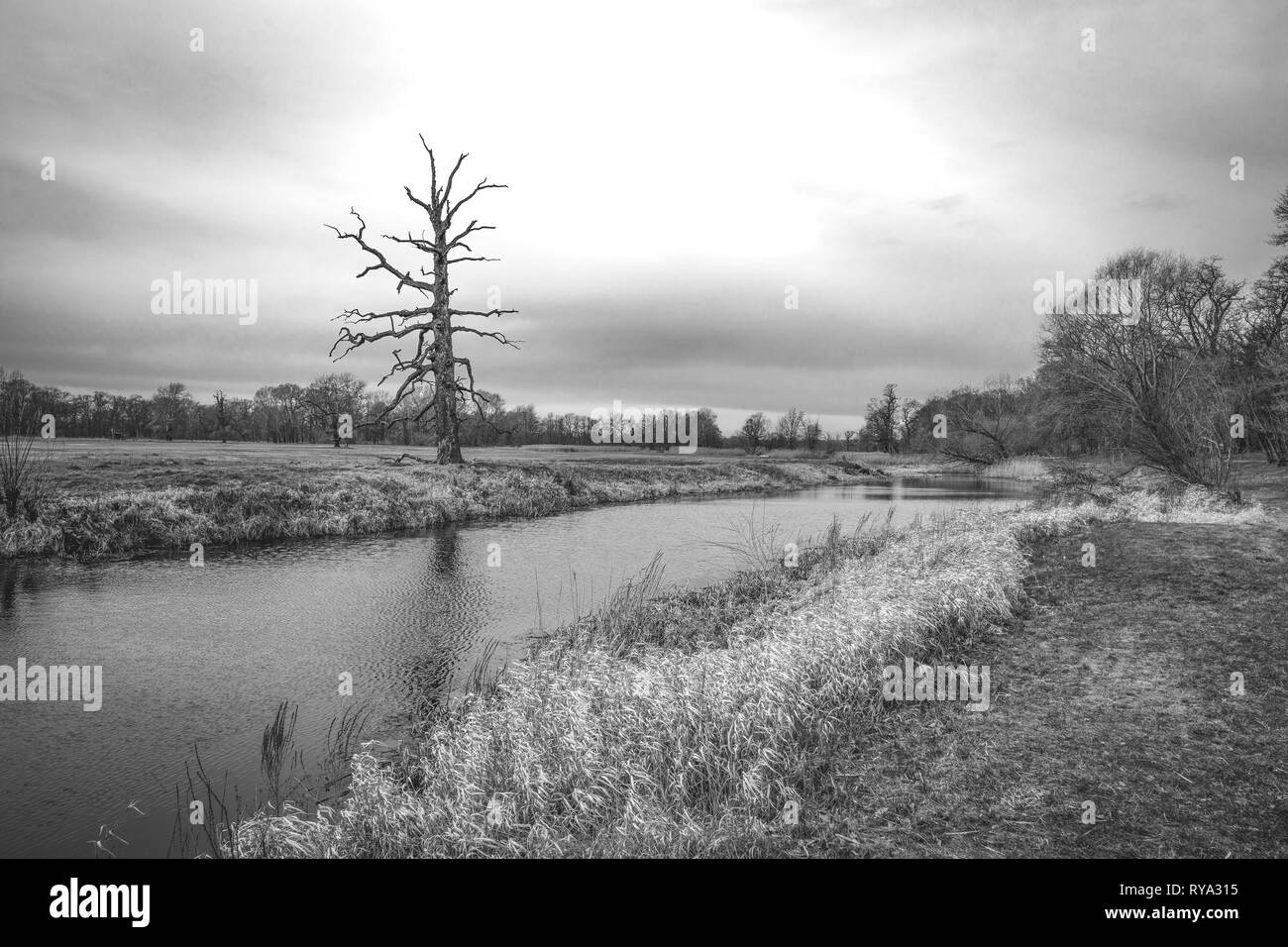 Very old oak tree Black and White Stock Photos & Images - Alamy