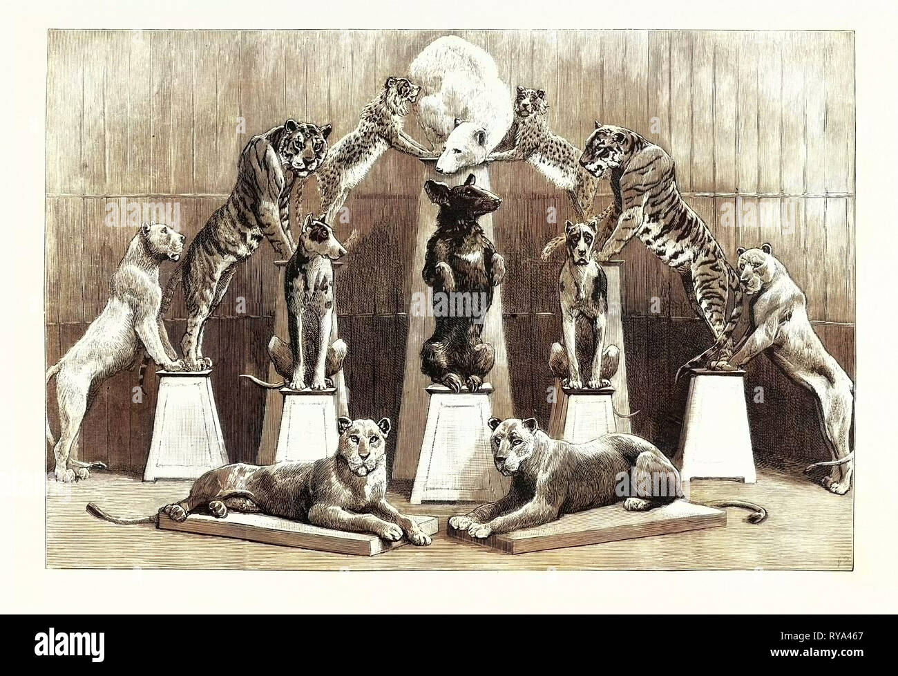 The Happy Family of Performing Wild Beasts at the Crystal Palace the Living Pyramid Formed by Twelve Animals Stock Photo - Alamy The Happy Family of Performing Wild Beasts at the Crystal Palace the Living Pyramid Formed by Twelve Animals Stock Photo - Alamy
