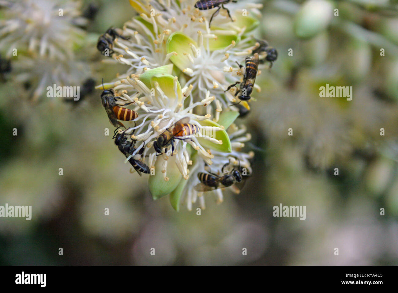 Black Dwarf Honey Bee On Palm Tree Flowers Johor Malaysia Stock Photo Alamy