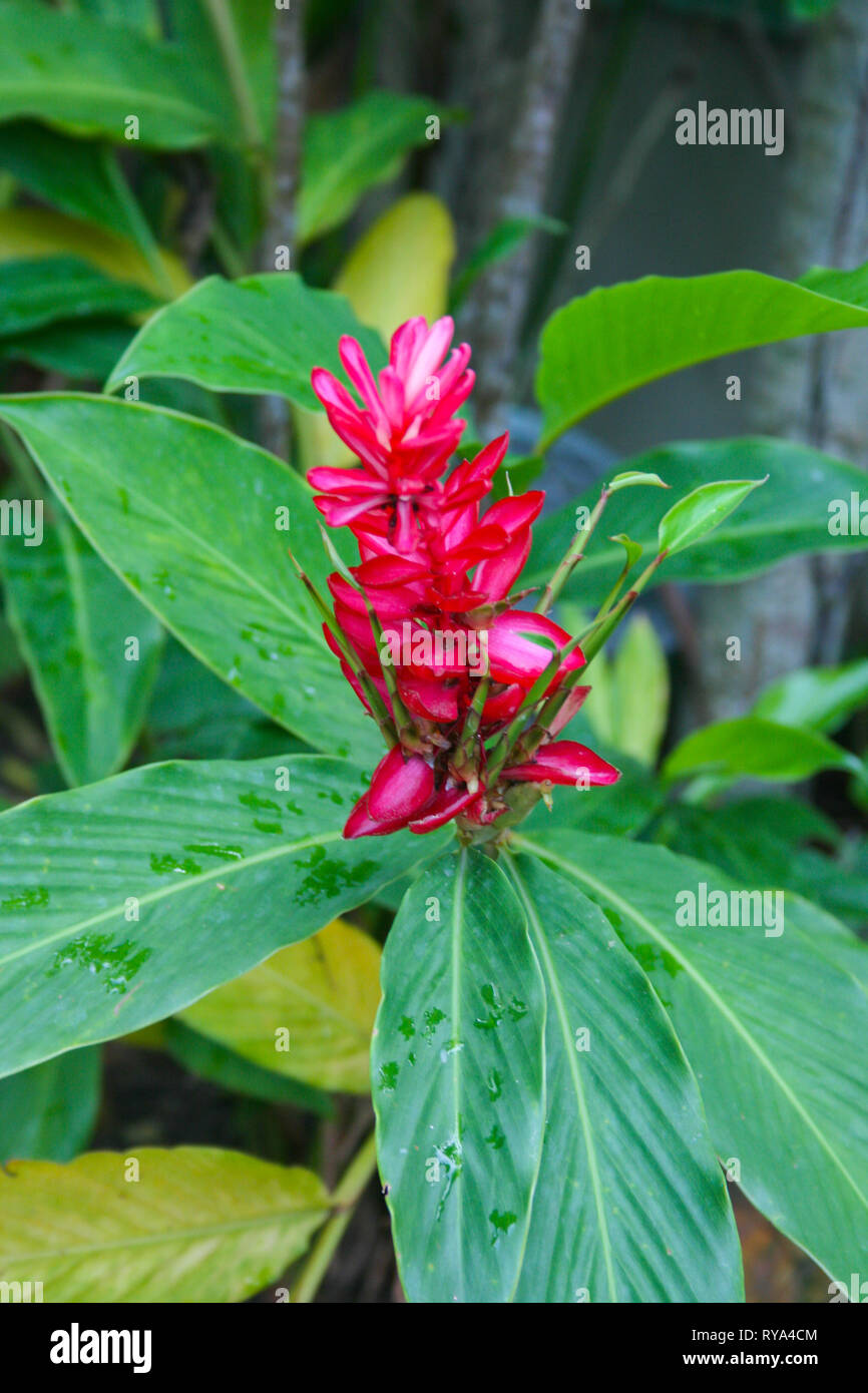 Red Ginger plant, Johor, Malaysia Stock Photo