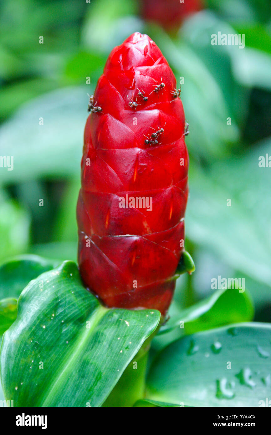 Red Ginger plant, Johor, Malaysia Stock Photo