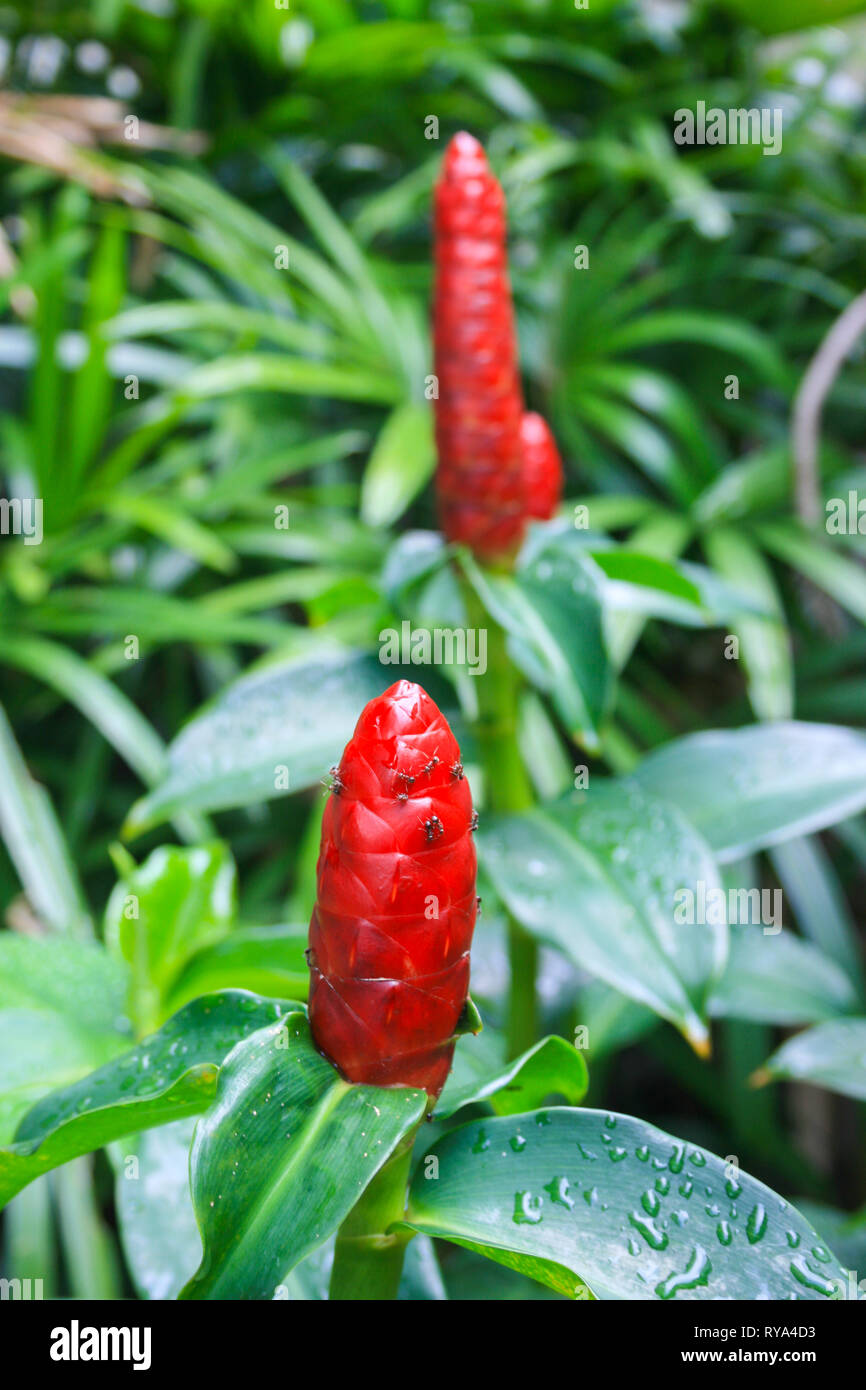Red Ginger plant, Johor, Malaysia Stock Photo