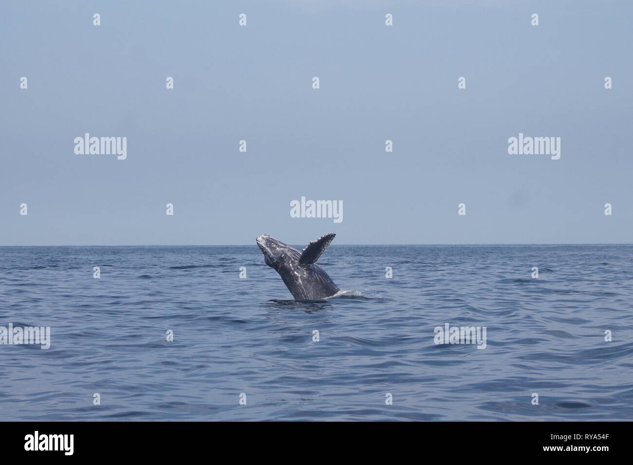 Humpback whale jumping in Punta de Mita, México Stock Photo