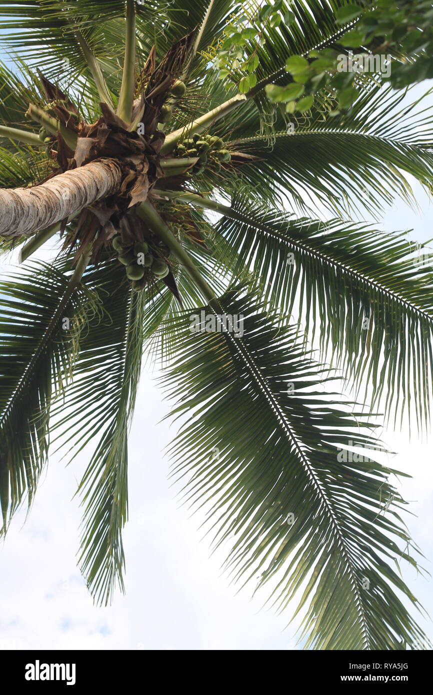 Palm Tree Stock Photo