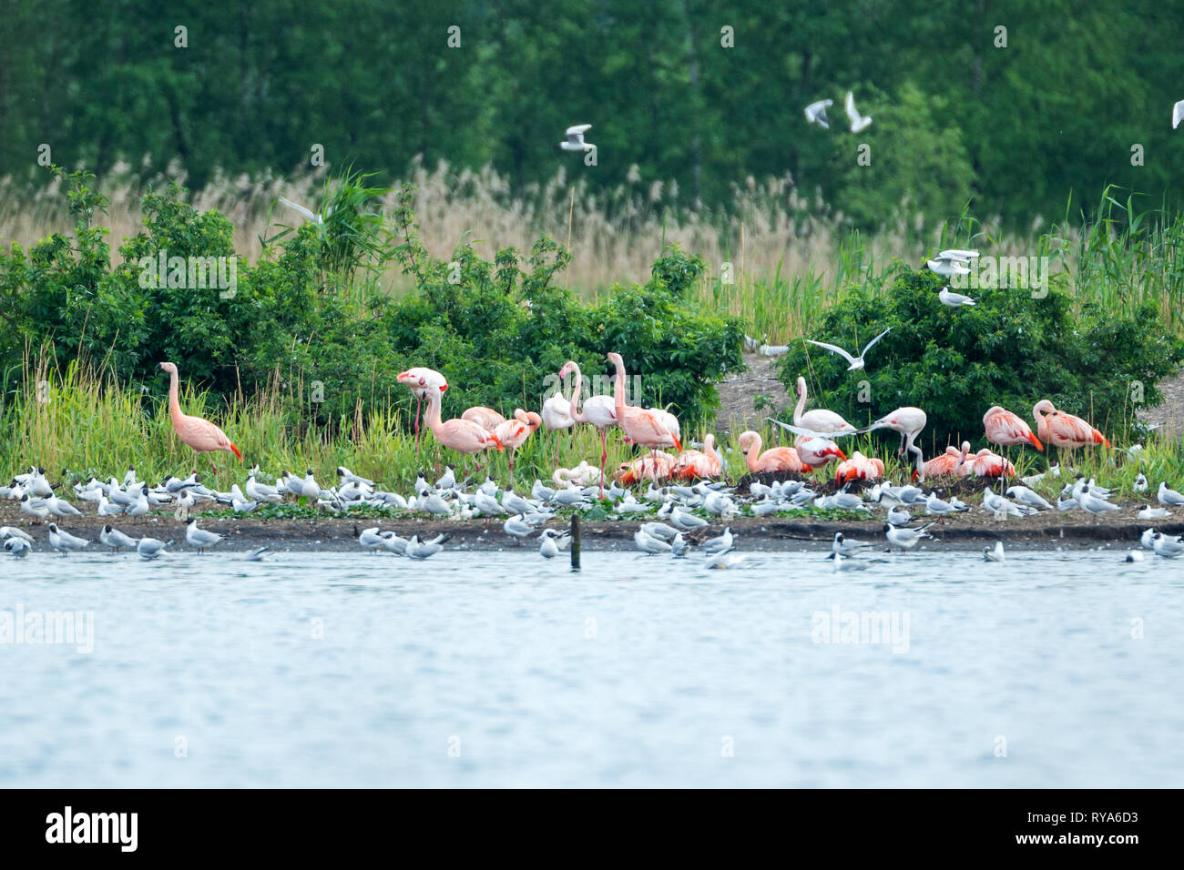 Flamingos in Deutschland Stock Photo