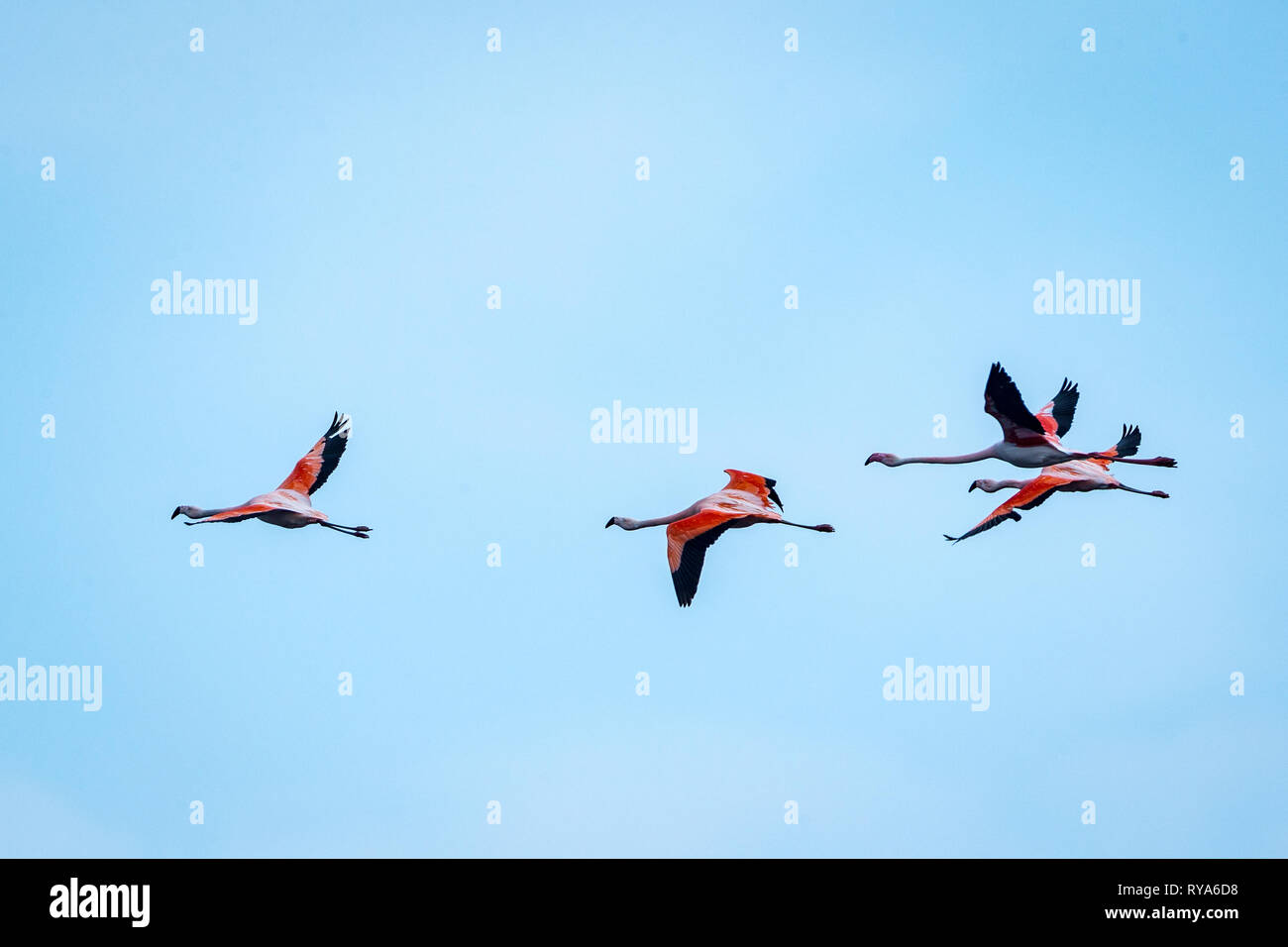 Flamingos in Deutschland Stock Photo