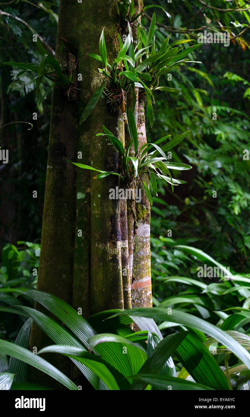 epiphytes plants growing on trees in Rain forest,Costa Rica,Central america Stock Photo