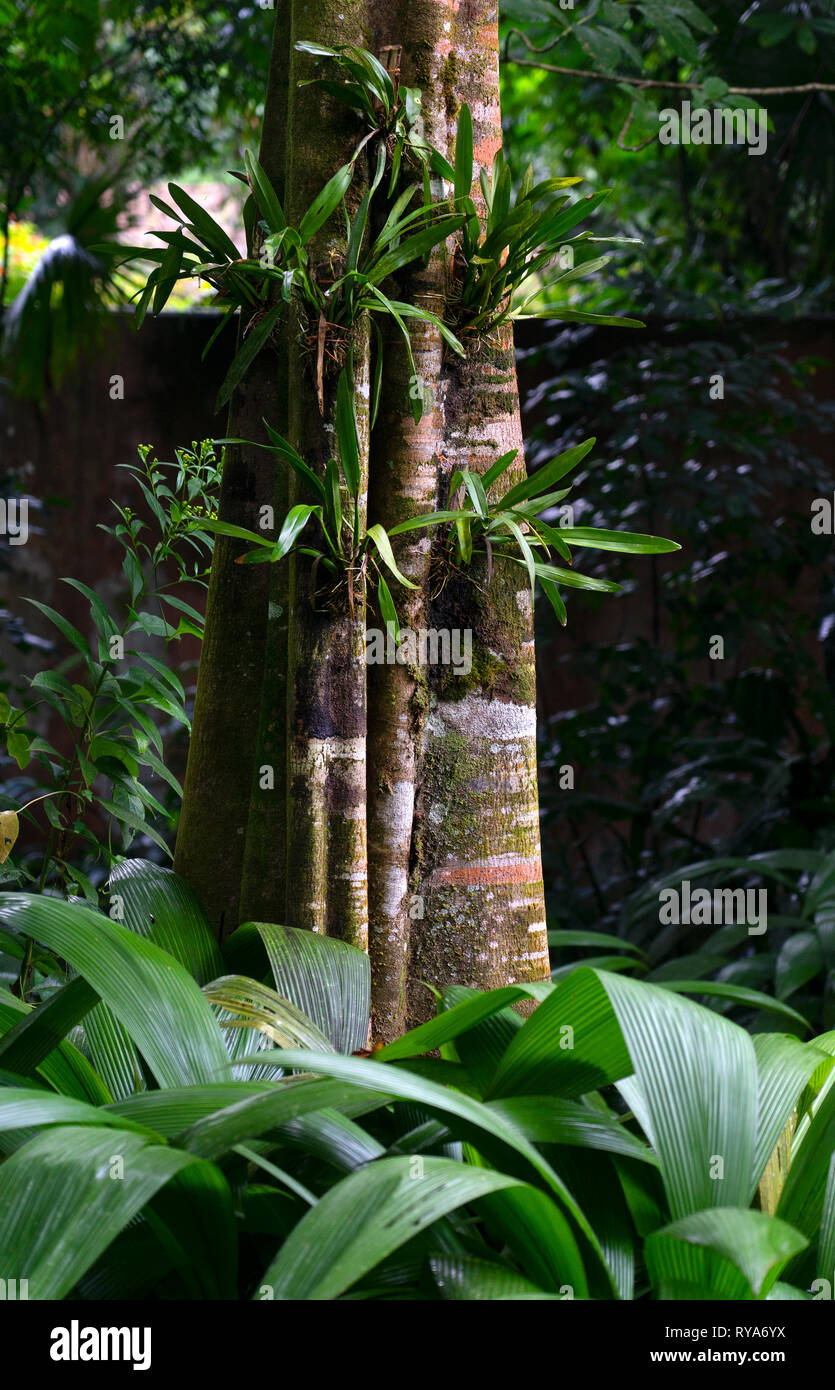 epiphytes plants growing on trees in Rain forest,Costa Rica,Central america Stock Photo