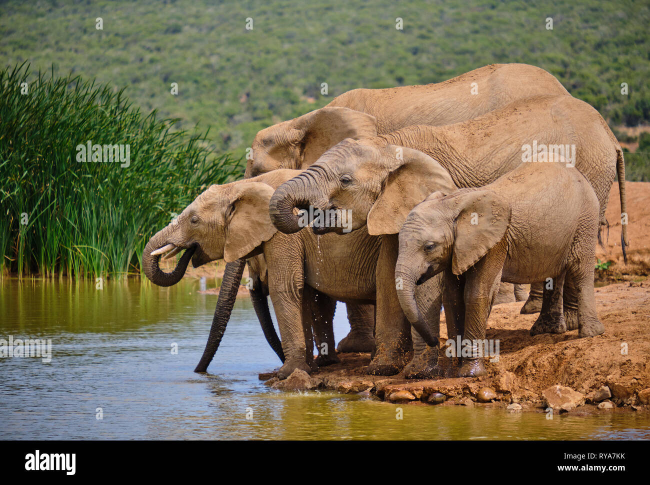 Family of five african elephant drinking playfully at water hole. Various ages from Baby to large adult Stock Photo