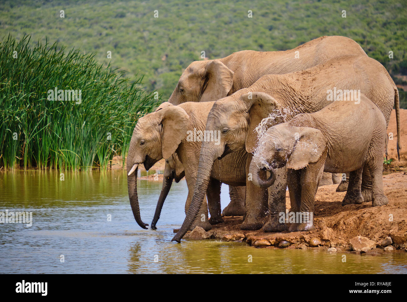 Family of five african elephant drinking playfully at water hole. Various ages, baby spraying itself Stock Photo