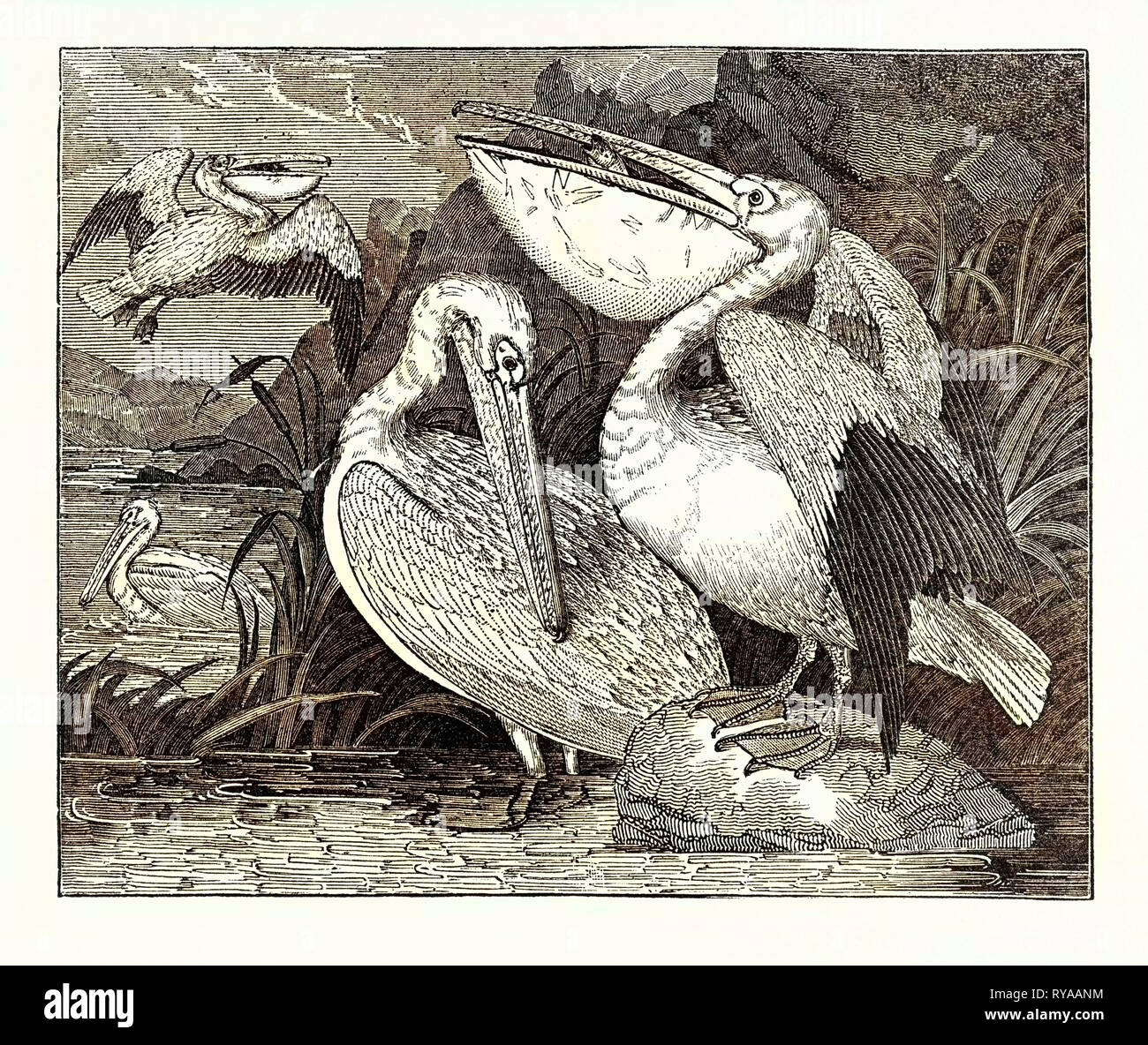 Pelicans from Specimens in the Gardens of the Zoological Society Stock Photo