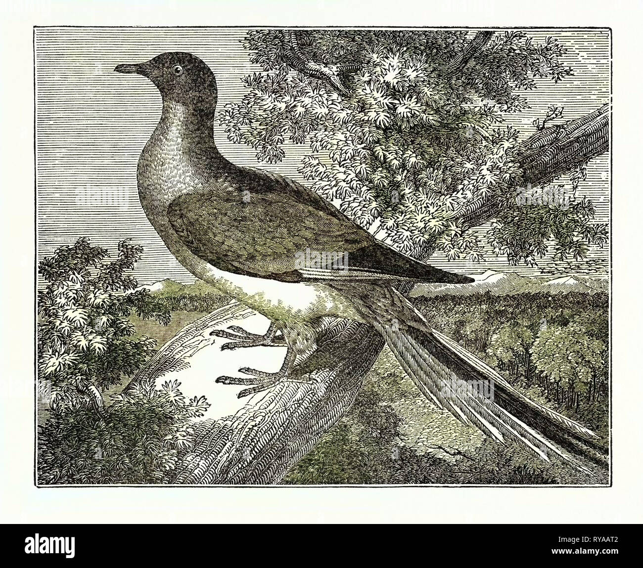 Passenger-Pigeon Stock Photo