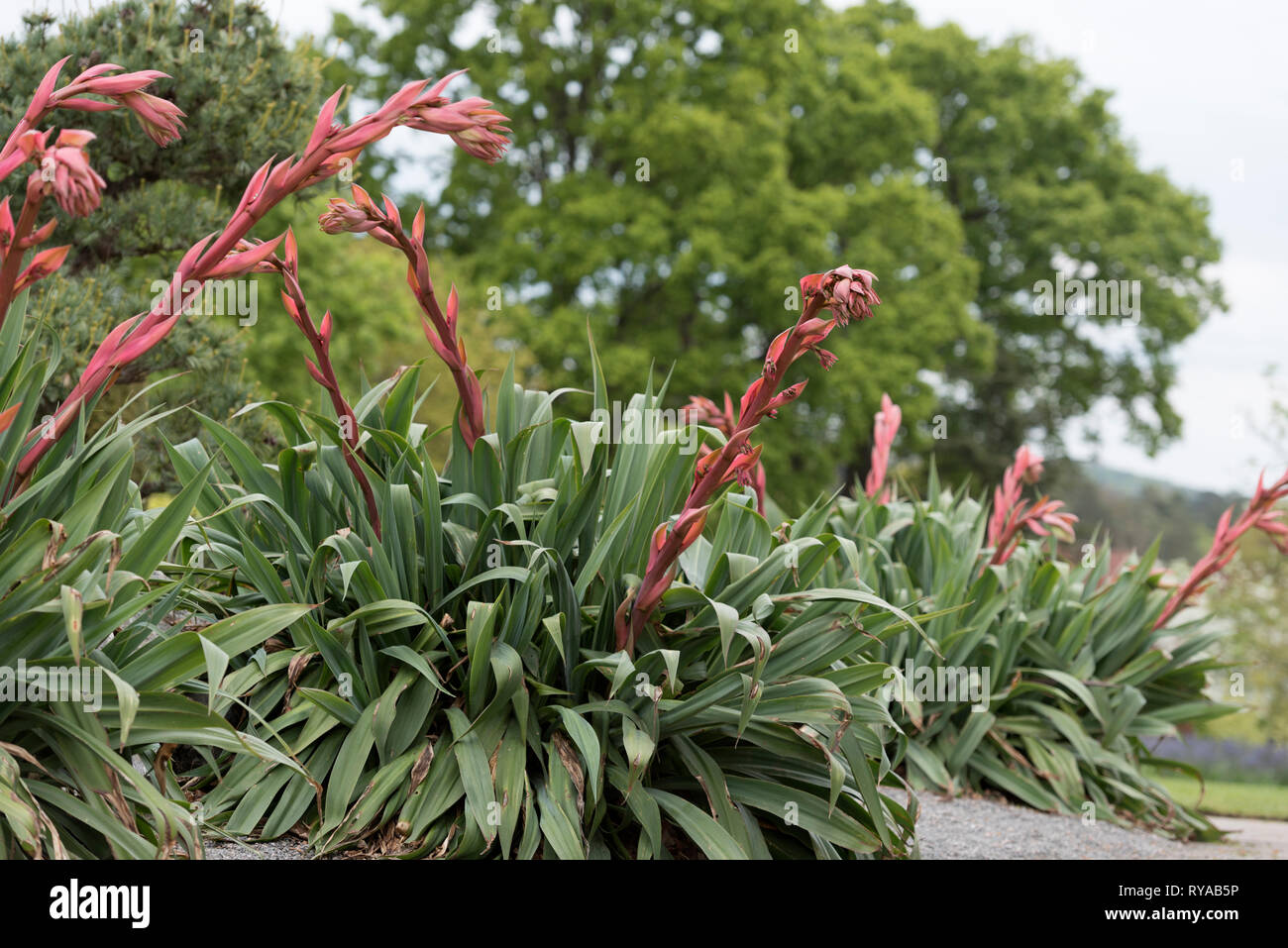 TÌNH YÊU CÂY CỎ ĐV4 - Page 38 Beschorneria-yuccoides-RYAB5P