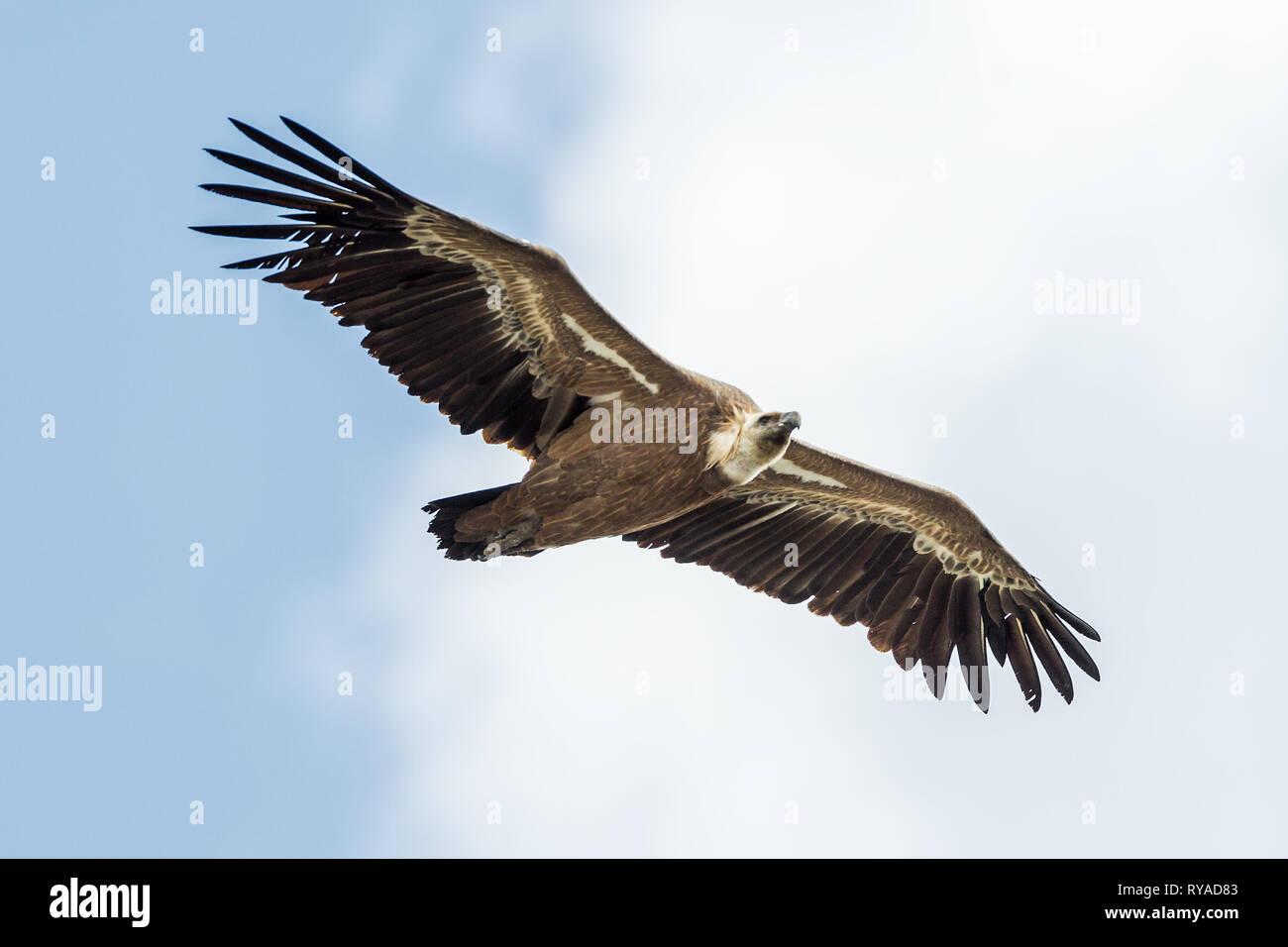 Ein Bartgeier fliegt am Himmel ueber der Verdonschlucht in Frankreich THEMENBILD Geier, 05.09.2018 Bildnachweis: Mario Hommes / HH-Photography Stock Photo