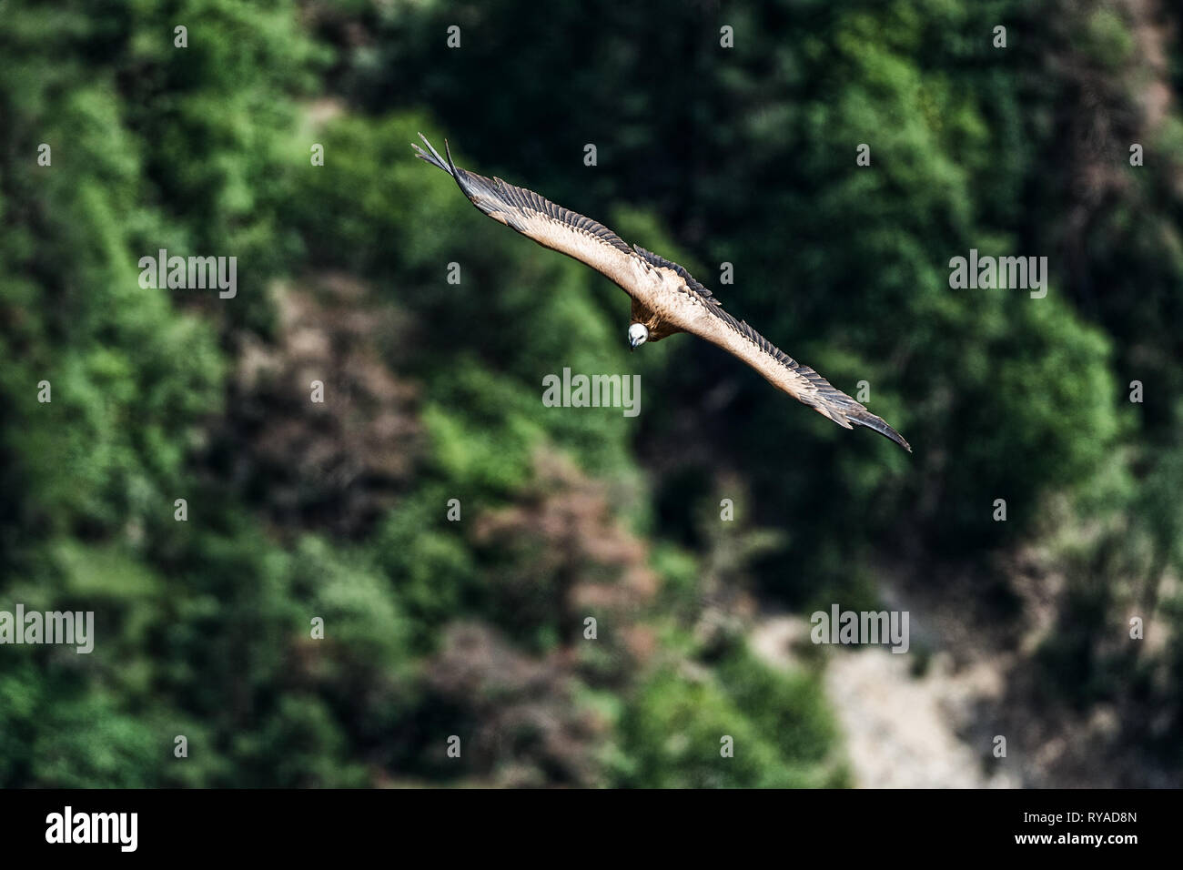 Ein Bartgeier fliegt durch die Verdonschlucht in Frankreich THEMENBILD Geier, 05.09.2018 Bildnachweis: Mario Hommes / HH-Photography Stock Photo