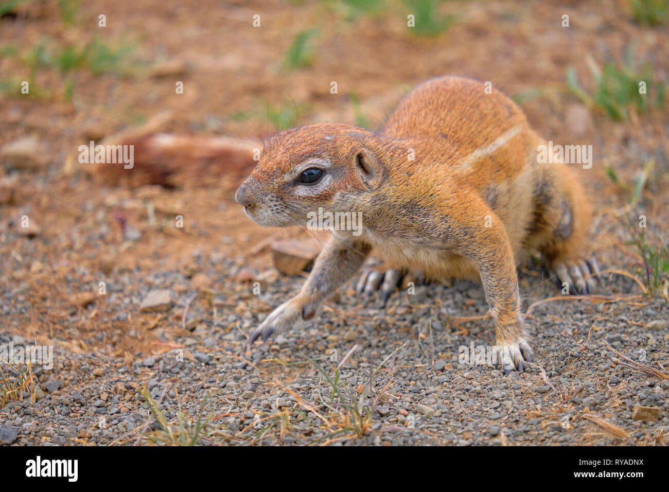 Cape Ground squirrel (Xerus inauris) on four paws staring to the right. Focus on face in dry arid land Stock Photo