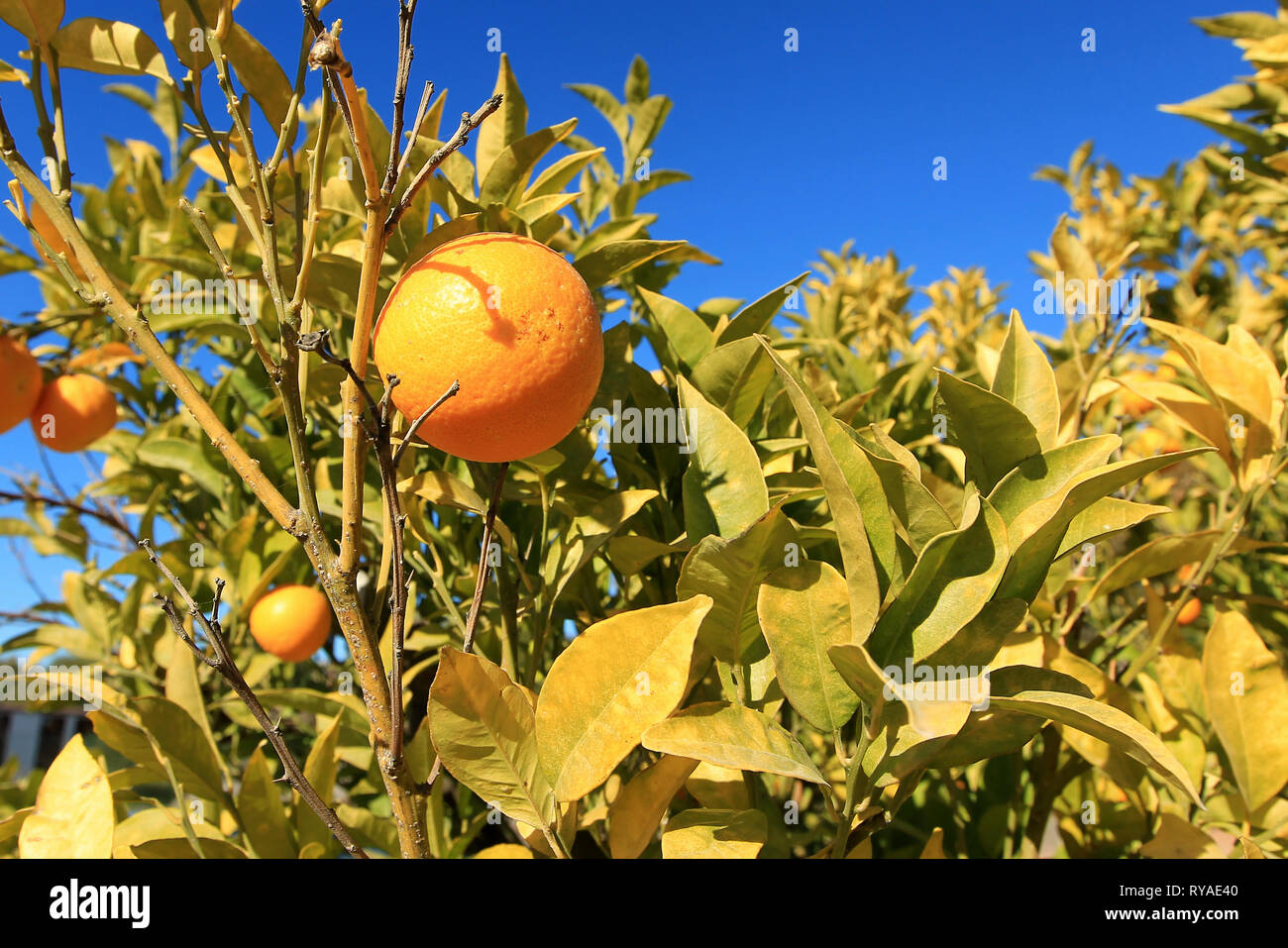 Orangen an einem Orangenbaum vor blauem Himmel Stock Photo