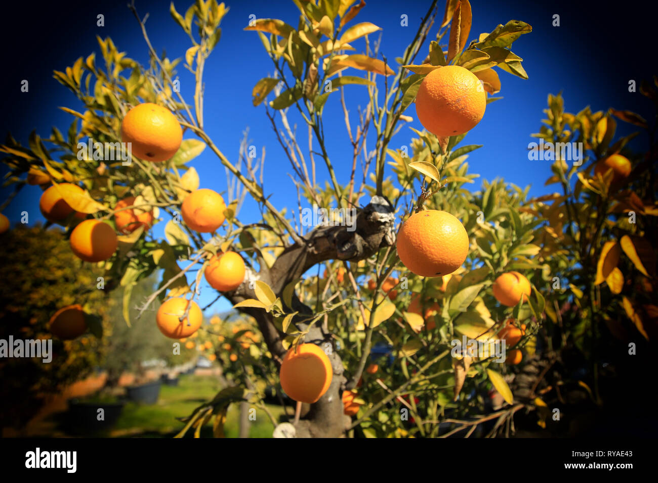 Orangen an einem Orangenbaum vor blauem Himmel Stock Photo