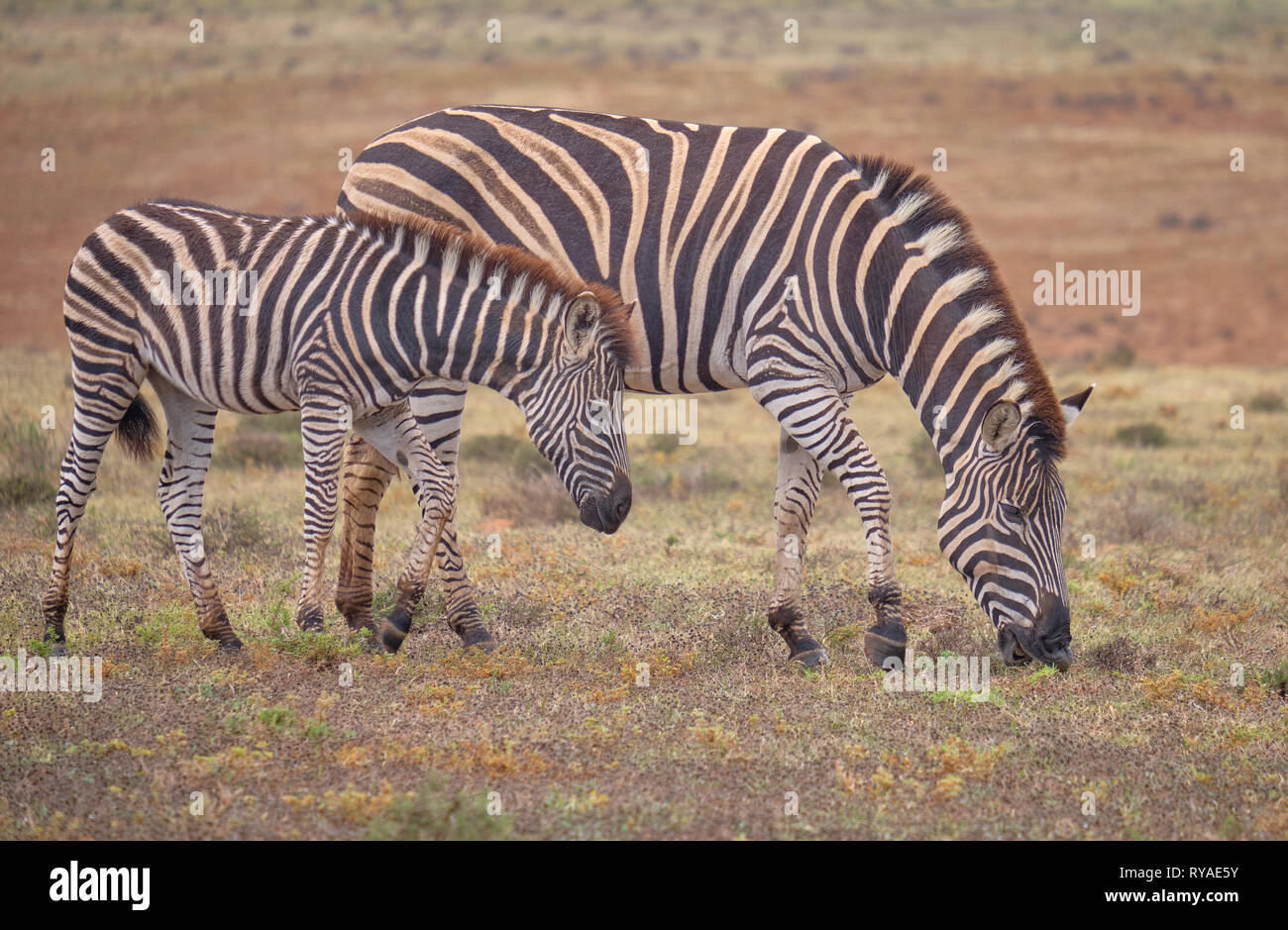 Mother and juvenile  Burchell's zebra (Equus quagga burchellii) together grazing in low grass dry karoo Stock Photo
